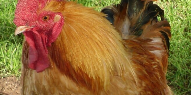 fair oaks chicken