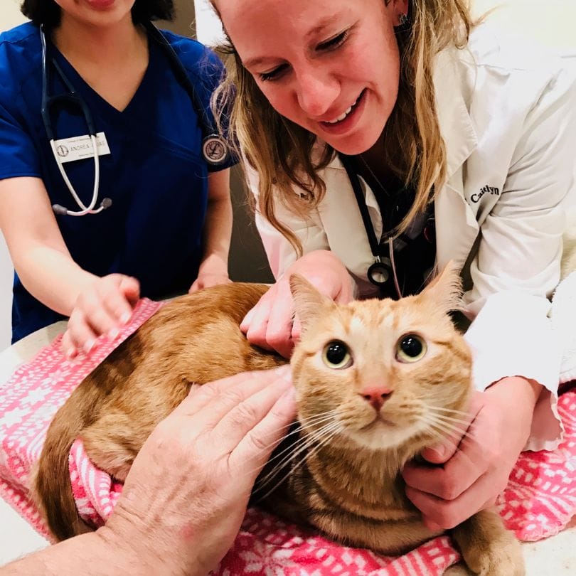 cat with vet
