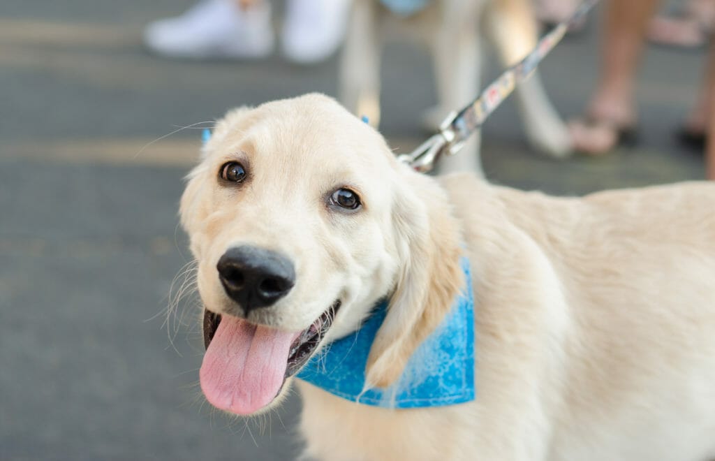 dog at the street taco festival in fair oaks village