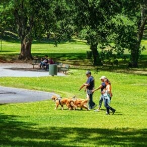 people walking dogs in fair oaks park