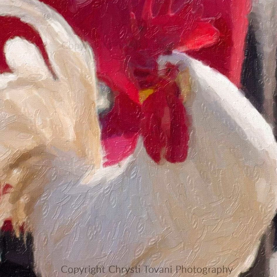 red and white rooster