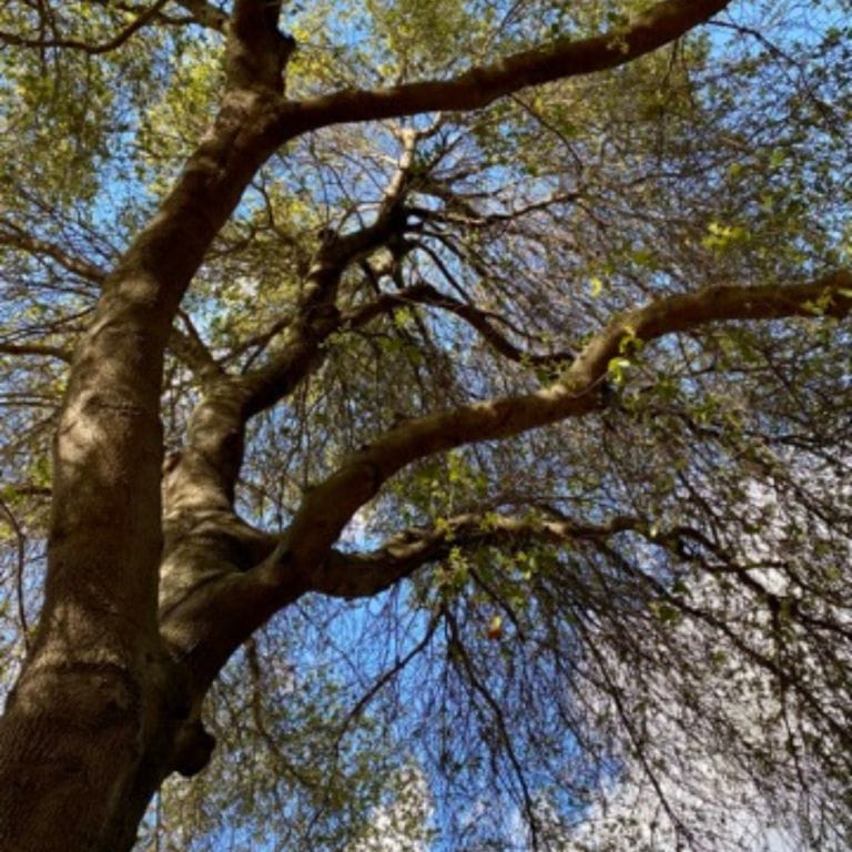 family oak tree that saved their home from being crushed by neighbor's falling redwood tree